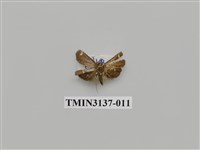 藏品(螟蛾265)的圖片